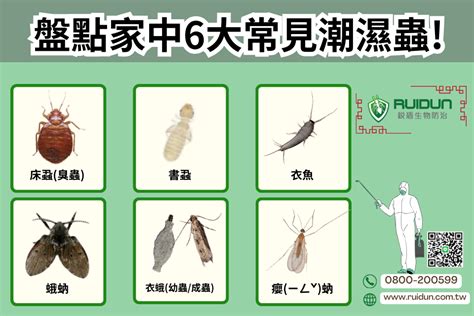 房間木頭潮濕蟲|除潮濕蟲方法